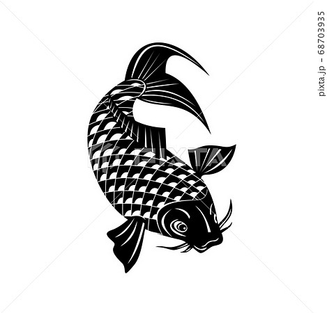 Koi Jinli Or Nishikigoi Brocaded Carp A Coloredのイラスト素材