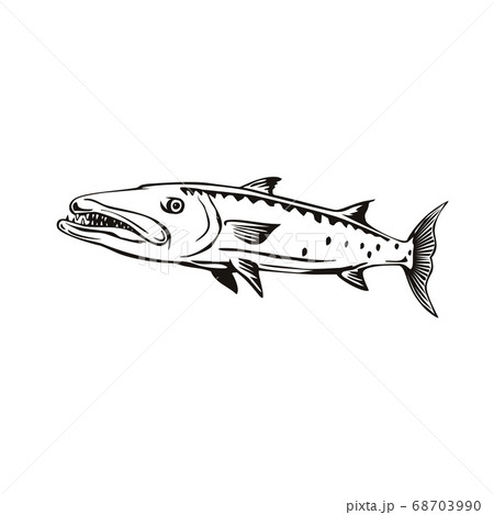 Barracuda or Sphyraena Barracuda Swimming Side 68703990