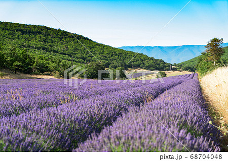 Lavender field at summer 68704048