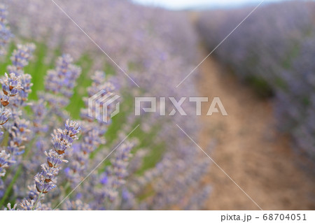 Lavender field at summer Lavender field at summer 68704051