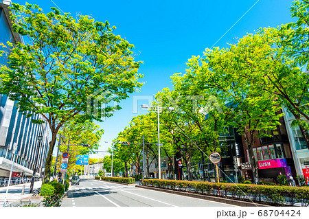東京　原宿　春の表参道 68704424
