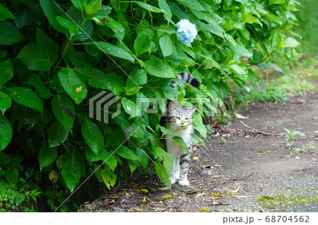 梅雨時期にお寺で紫陽花を散策する可愛いい野良猫 68704562