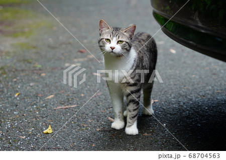 梅雨時期にお寺で紫陽花を散策する可愛いい野良猫 梅雨時期にお寺で紫陽花を散策する可愛いい野良猫 68704563