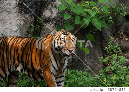 トラ トラ 68704835