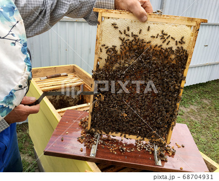 Winged bee slowly flies to beekeeper collect Winged bee slowly flies to beekeeper collect 68704931