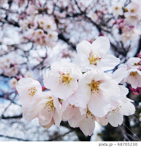 桜の花のアップ 68705230