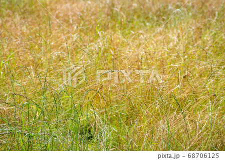 Sun-burnt bright yellow grass field Sun-burnt bright yellow grass field 68706125