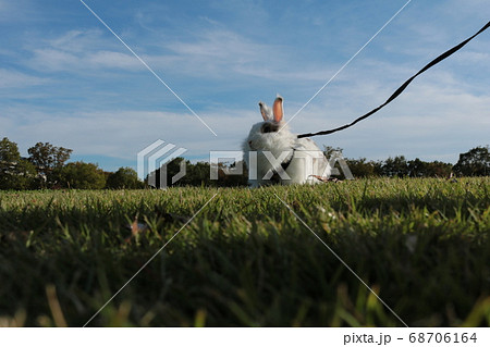 初めての公園に警戒するうさぎ 68706164
