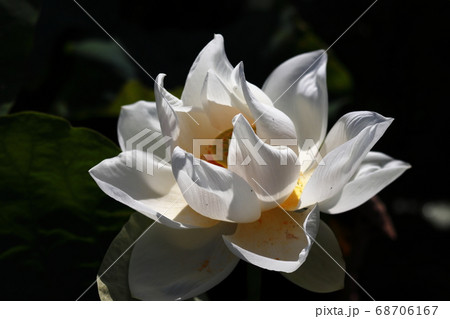 際立つ白さ　蓮の花 68706167