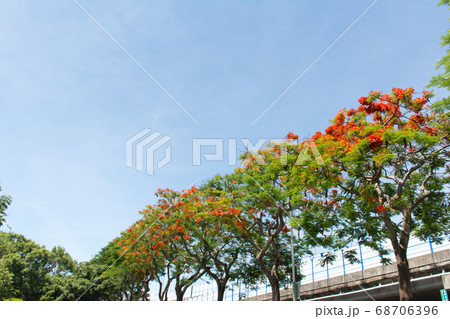 花 フラワー お花 68706396