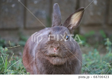 庭を走り回るうさぎの写真素材