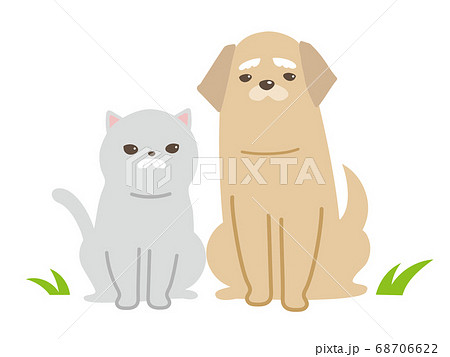 シニア猫と犬 68706622
