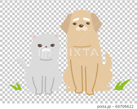 高級貓和狗 68706622