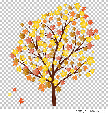 Autumn maples Autumn maples 68707066