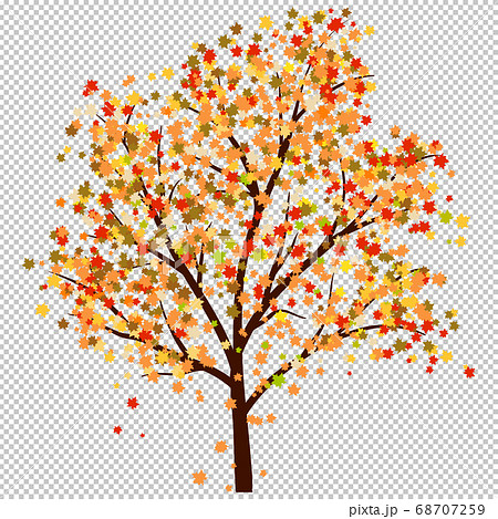Autumn Mapleのイラスト素材