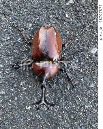 カブトムシ 赤カブ 夏の写真素材