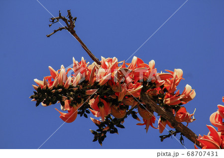 Butea monosperma flowers are reddish-orange, about 6-15 cm long, with a group of flowers. It will flower a lot during February of every year. 68707431