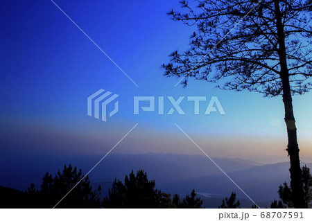 Tree silhouette with twilight light 68707591