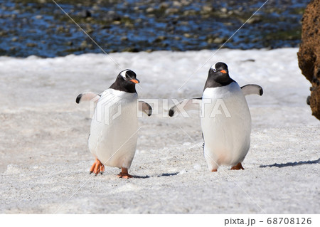 ジェンツーペンギン（南極）の写真素材 [68708126] - PIXTA
