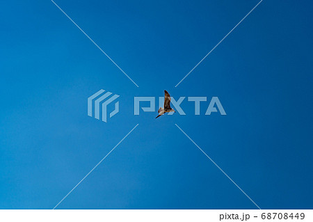 Seagull flies in blue cloudless summer sky 68708449