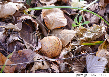 落ち葉の降りつもる森の地面に落ちている殻付きのトチの実。胡桃。枯葉。 落ち葉の降りつもる森の地面に落ちている殻付きのトチの実。胡桃。枯葉。 68708455