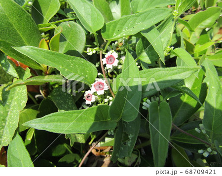 名前はどぎついが綺麗な花ヘクソカズラの釣鐘状の花の写真素材