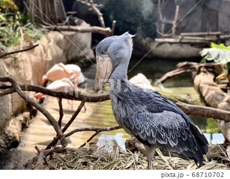 動かない鳥ハシビロコウの写真素材