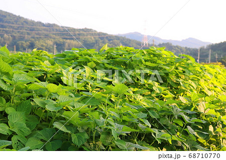 葉 エゴマの葉 野菜 68710770
