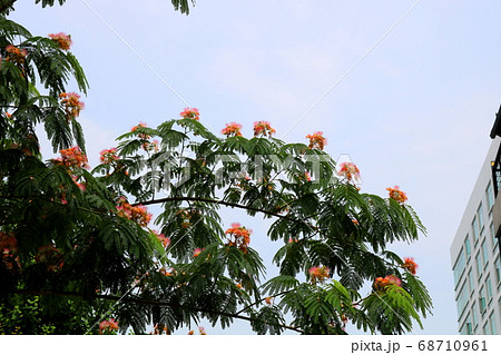 ネムノキ 花 植物 68710961