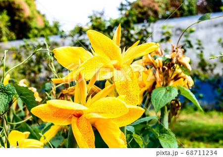 Mellow Yellow color Calla lily Arum-lily Mellow Yellow color Calla lily Arum-lily 68711234