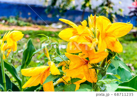 Mellow Yellow color Calla lily Arum-lily 68711235