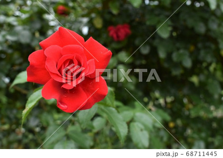 一輪の赤い薔薇 68711445