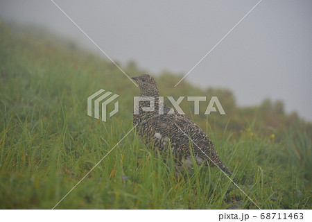 北アルプス白馬岳の雷鳥のメス 68711463