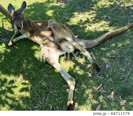 芝生で寝っ転がるおっさんカンガルー 68711579