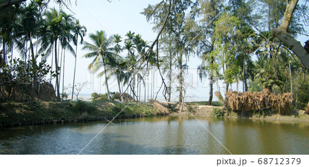 A rural Indian village pond surrounded with coconut palm trees. A rural Indian village pond surrounded with coconut palm trees. 68712379