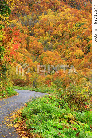 【長野県】雨飾高原の紅葉 【長野県】雨飾高原の紅葉 68712547