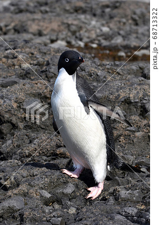 アデリーペンギン 南極 の写真素材