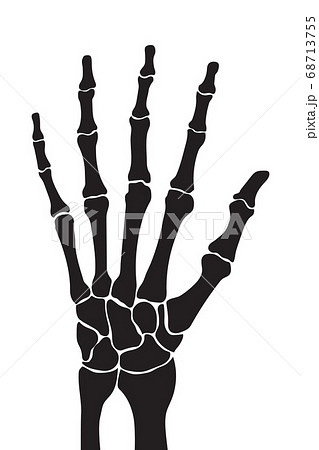 Skeleton hand with bones isolated on white 68713755