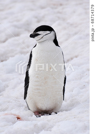 ヒゲペンギン 南極 の写真素材