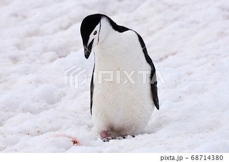 ヒゲペンギン(南極) ヒゲペンギン(南極) 68714380