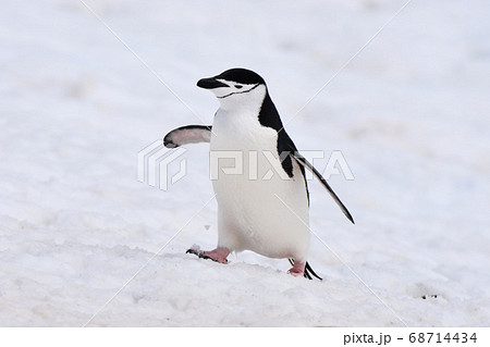 ヒゲペンギン(南極) ヒゲペンギン(南極) 68714434