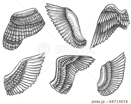 Angel Wings Drawing  How To Draw Angel Wings Step By Step