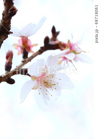 三波川冬桜 サンバガワフユザクラ クローズアップ 三波川冬桜 サンバガワフユザクラ クローズアップ 68718061