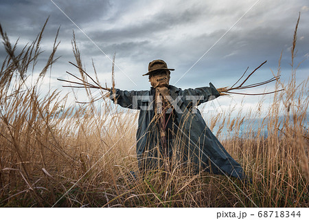 The scarecrow in the wheat field 68718344