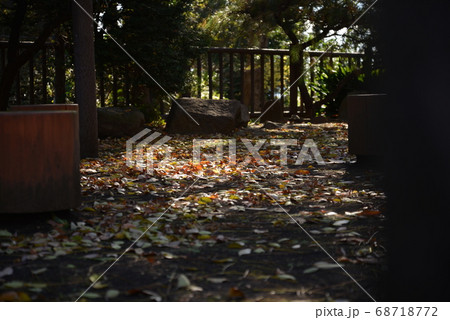 東京都大田区、紅葉の多摩川台公園 東京都大田区、紅葉の多摩川台公園 68718772