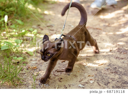 Burmese cat with leash walking outside, collared Burmese cat with leash walking outside, collared 68719118
