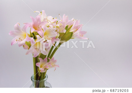 ベラドンナの切り花 68719203
