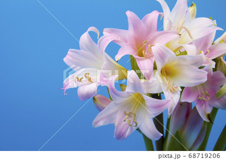 ベラドンナの切り花 ベラドンナの切り花 68719206