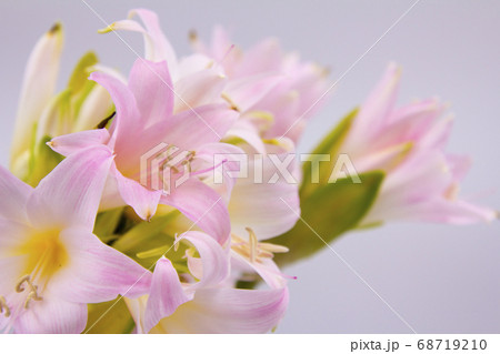 ベラドンナの切り花 ベラドンナの切り花 68719210