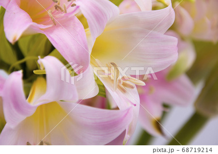 ベラドンナの切り花 ベラドンナの切り花 68719214